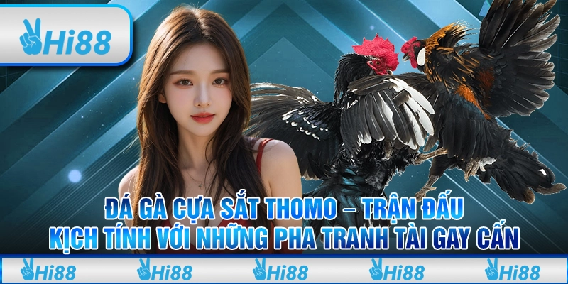 Đá gà cựa sắt Thomo – Trận đấu kịch tính với những pha tranh tài gay cấn